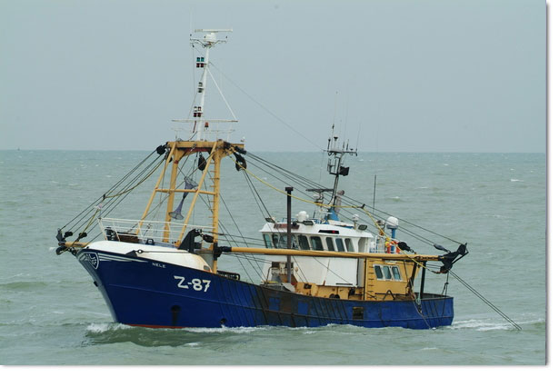 Z-87 Belgian Lady Sold to Ireland